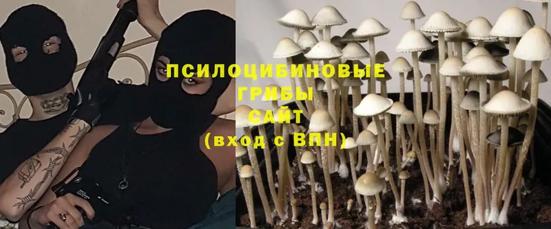 Псилоцибиновые грибы Psilocybe  продажа наркотиков  Кашира 